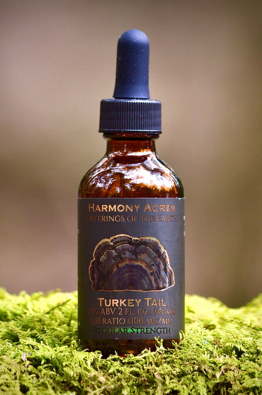 Turkey Tail Tincture