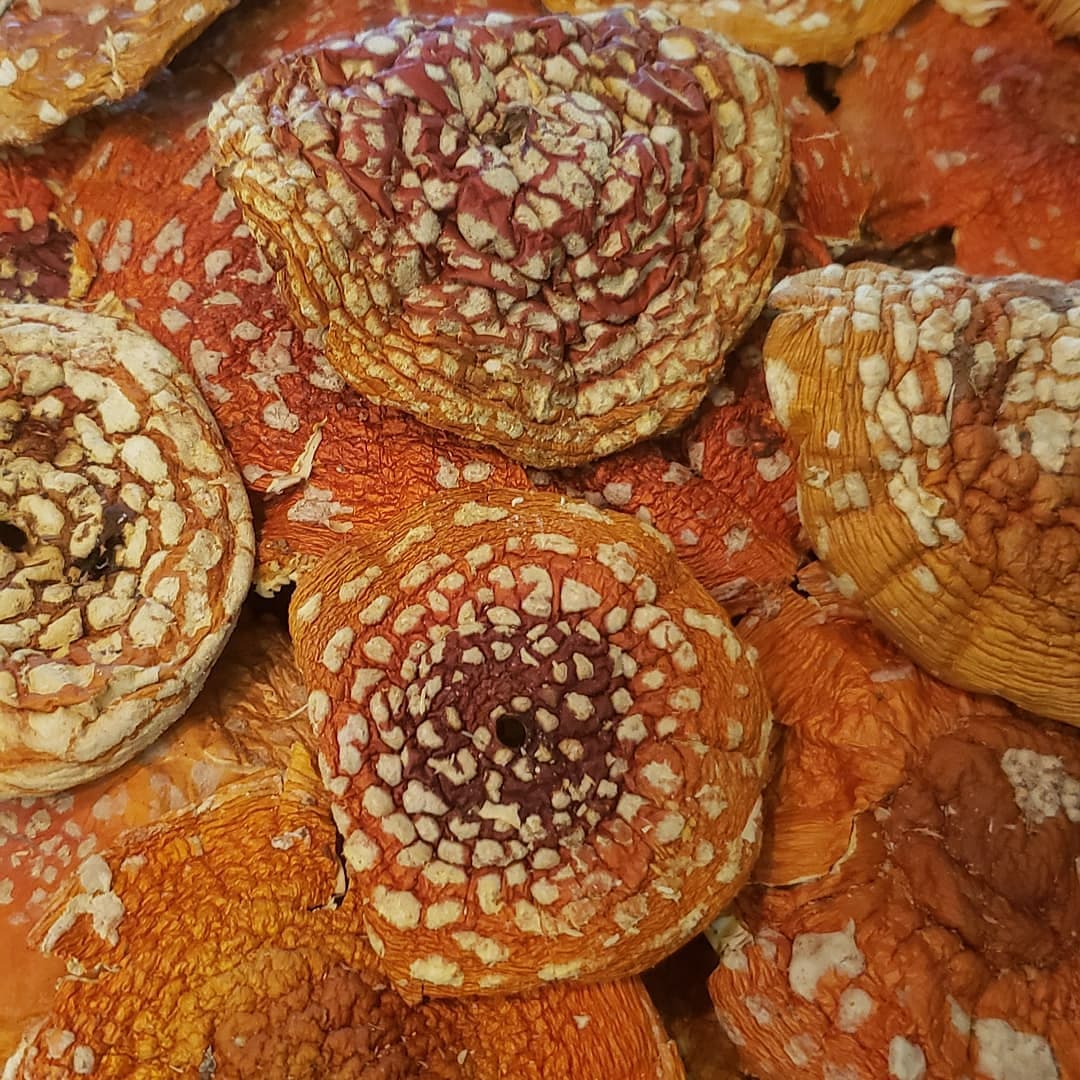 Dried Amanita Muscaria Caps — Grade A
