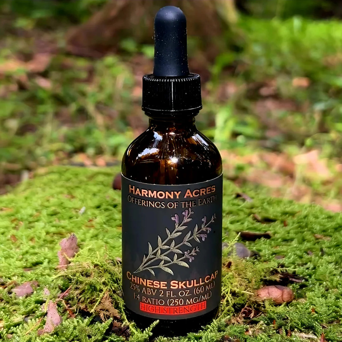 Skullcap Tincture (Scutellaria baicalensis) | Dual-Fraction Extract
