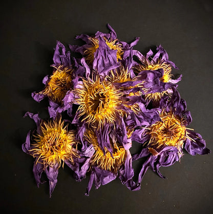 Blue Lotus Tincture — Dual Extract, Petals & Stamens (Nymphaea Caerulea)